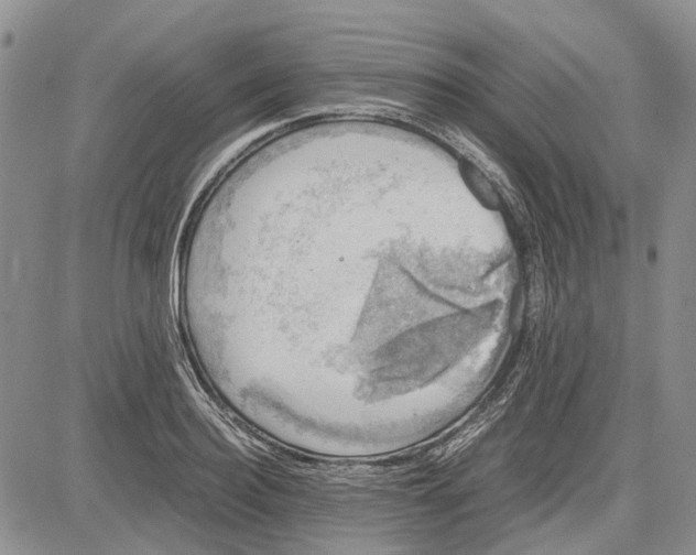 X0000081570940200702051211