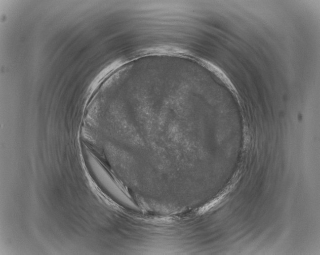 X0000081570946200702051211