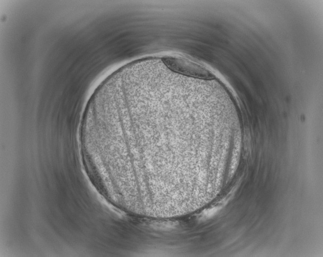 X0000081570959200702051211