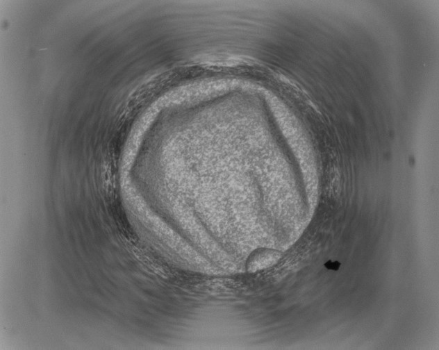 X0000081570966200702051210