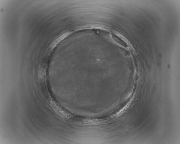 X0000081570977200702051210