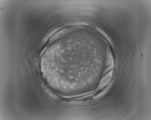 X0000081570985200702051210