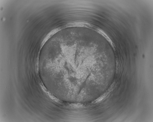 X0000081570994200702051210