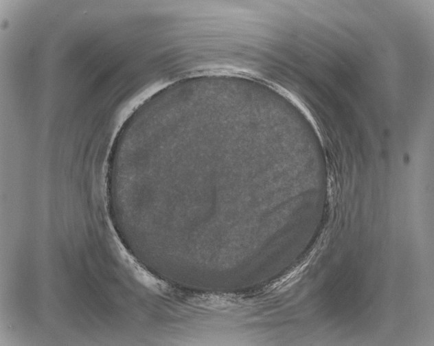 X0000081570995200702051210