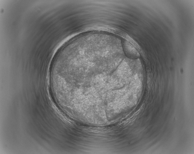 X0000081571028200702051209