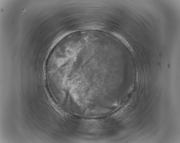 X0000081571031200702051209