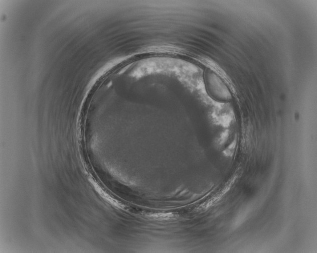 X0000081571037200702051209