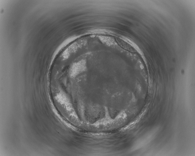 X0000081571045200702051209