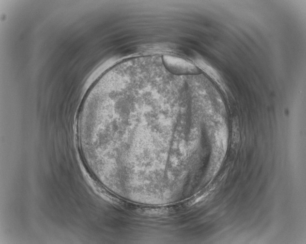 X0000081571047200702051209