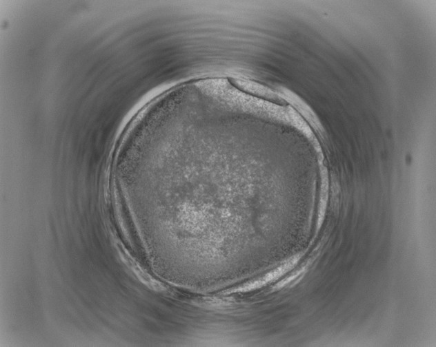 X0000081571052200702051209