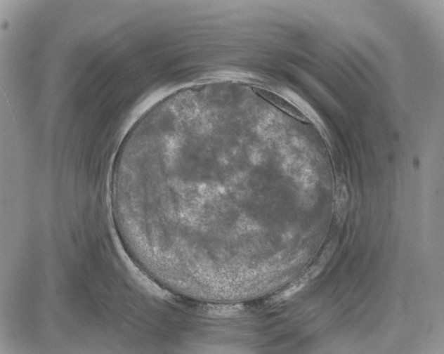 X0000081571055200702051209