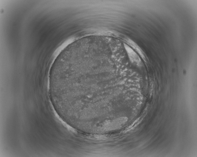 X0000081571095200702051208