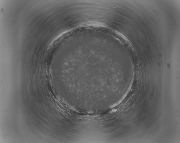 X0000081571112200702051207