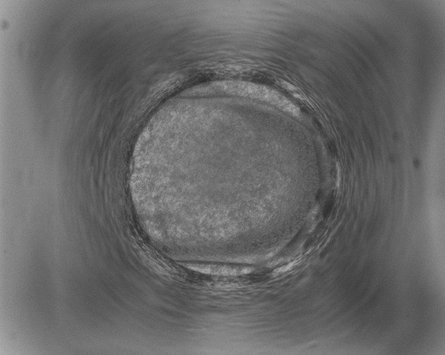 X0000081571153200702051207