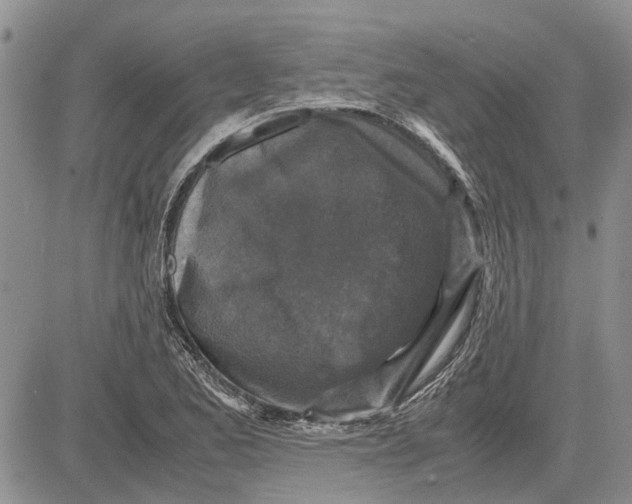 X0000081571173200702051207