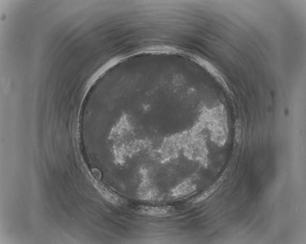 X0000081571229200702051206