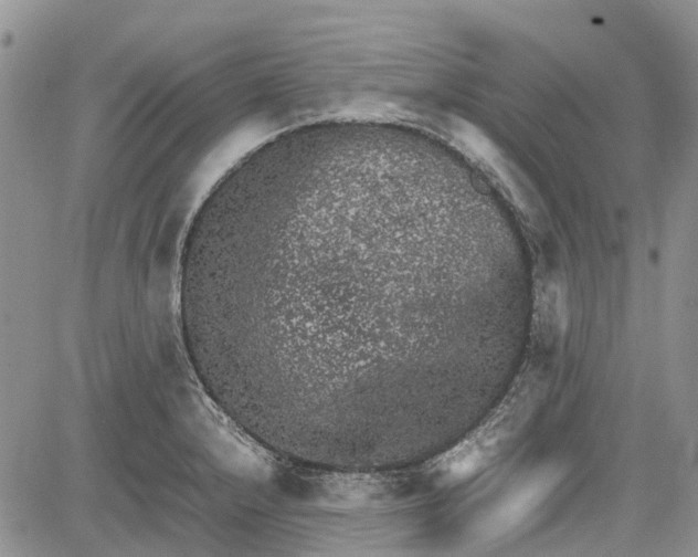 X0000081571232200702051206