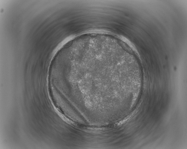 X0000081571237200702051206