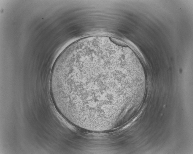 X0000081571244200702051206