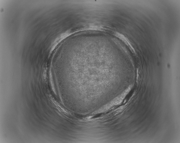 X0000081571260200702051205