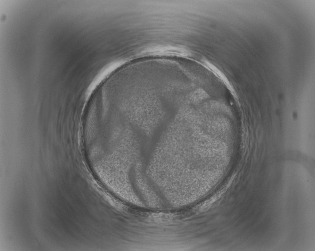 X0000081571277200702051205