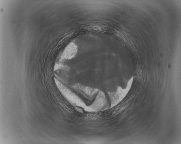 X0000081571297200702051204