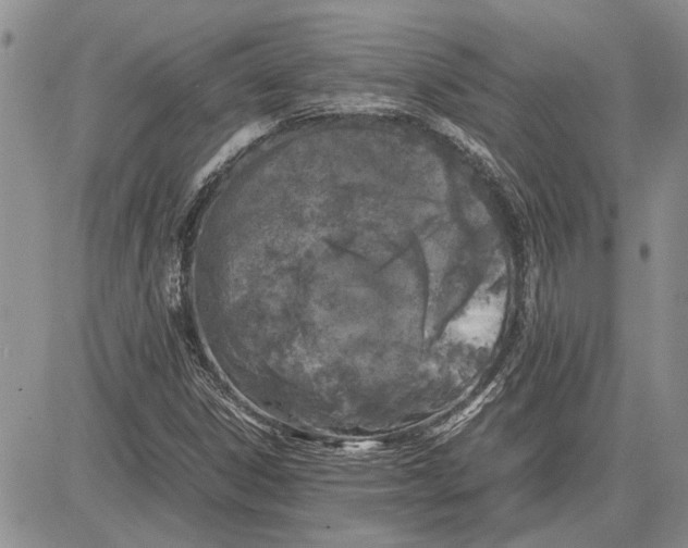 X0000081571306200702051204