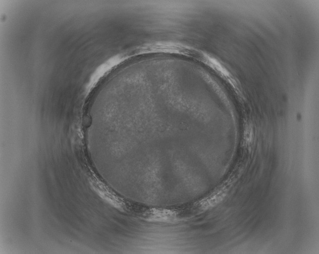 X0000081571312200702051204