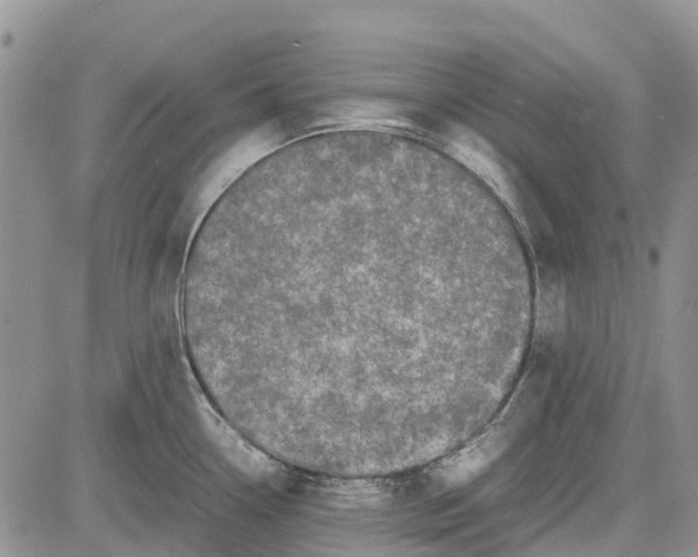 X0000081571338200702051205