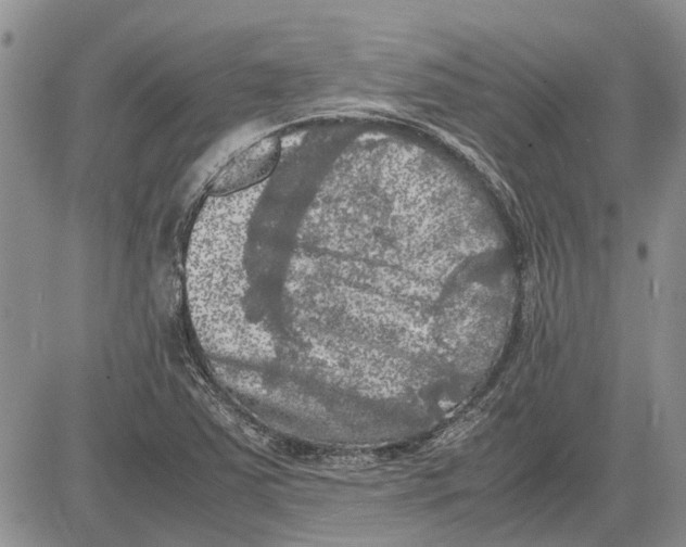 X0000081571363200702051204