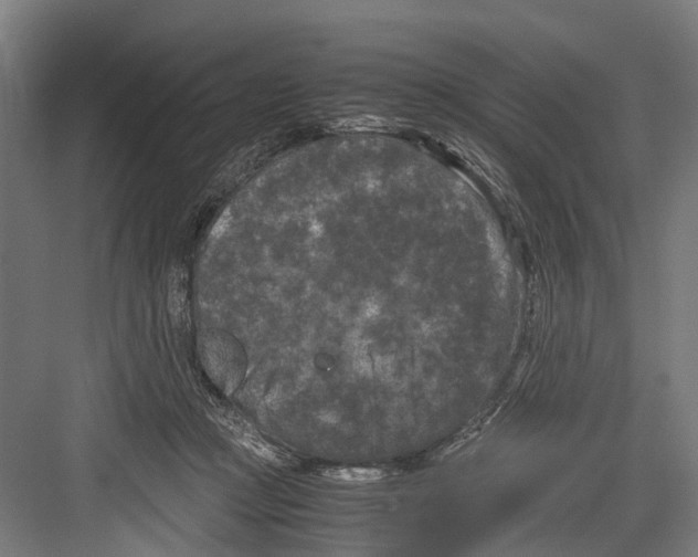 X0000081570361200702121428