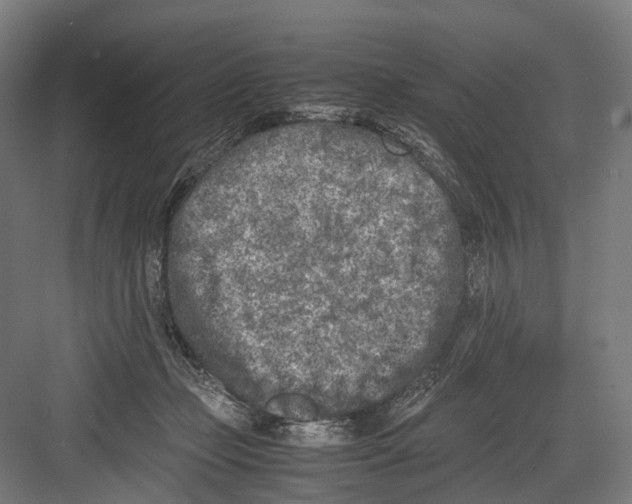 X0000081570365200702121428