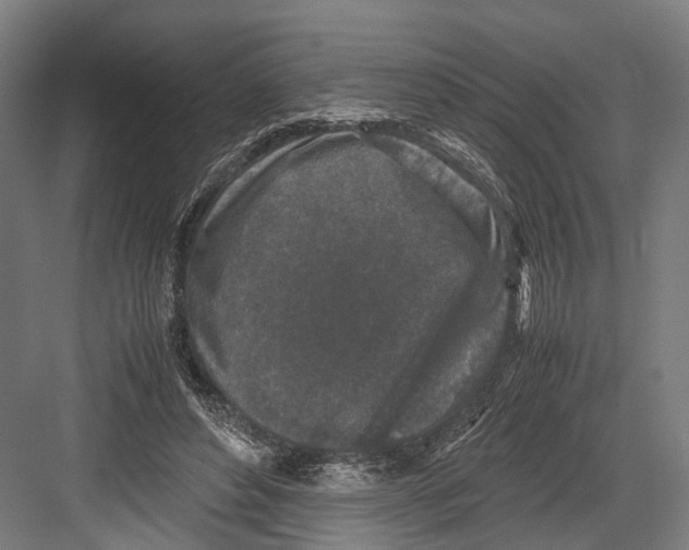 X0000081570496200702121425