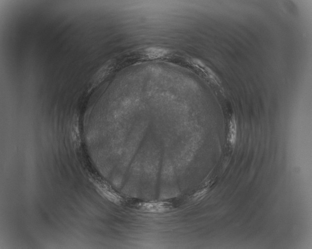 X0000081570524200702121425