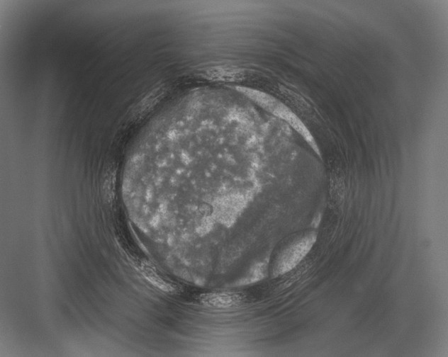 X0000081570652200702121423