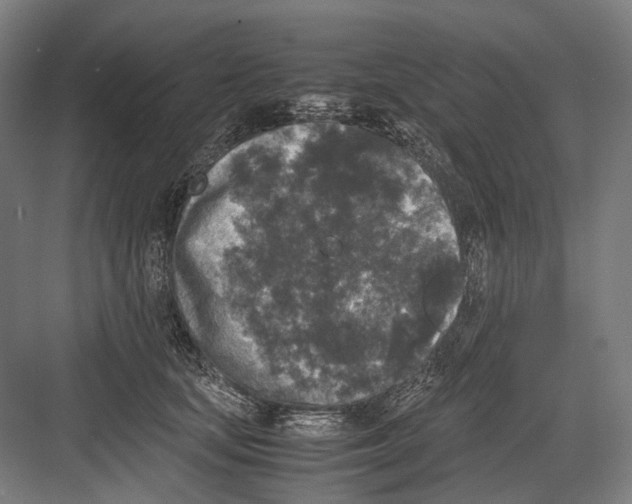 X0000081570659200702121423