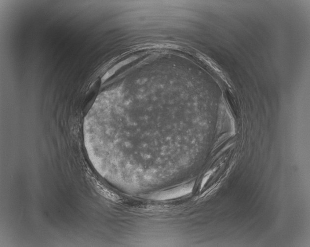 X0000081570985200702121417