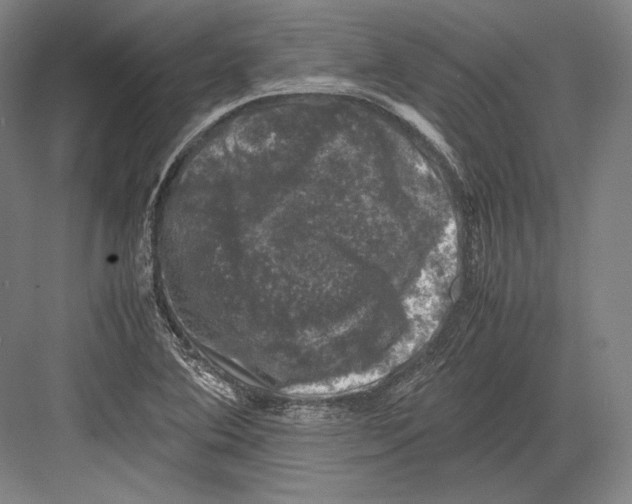 X0000081571364200702121411