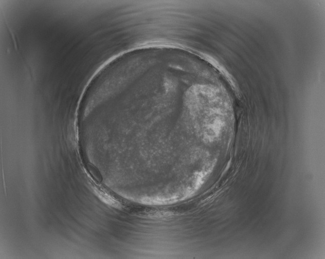 X0000081571372200702121411