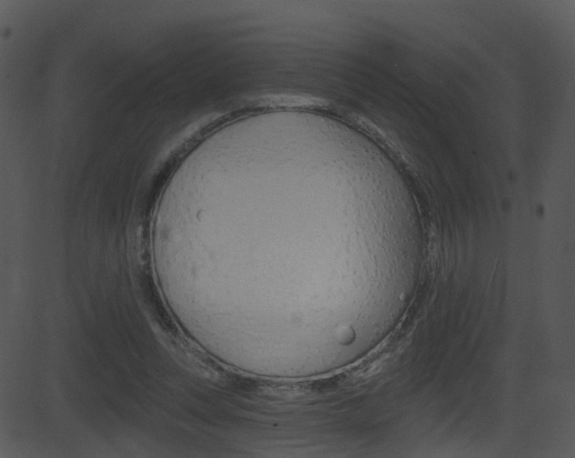 X0000081580351200701151006