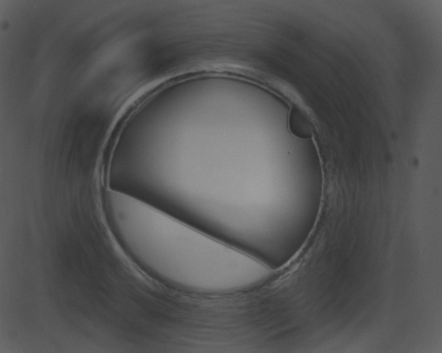 X0000081581032200701150955
