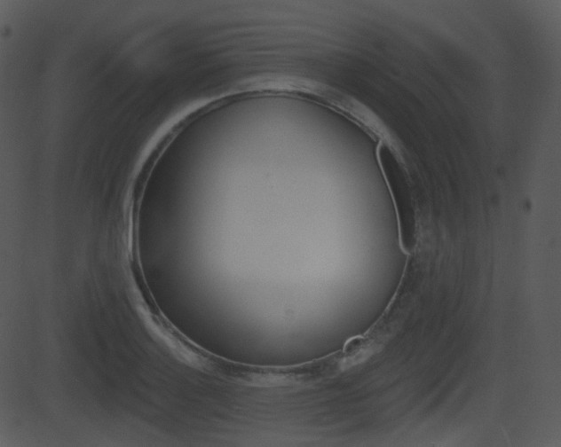 X0000081581132200701150954