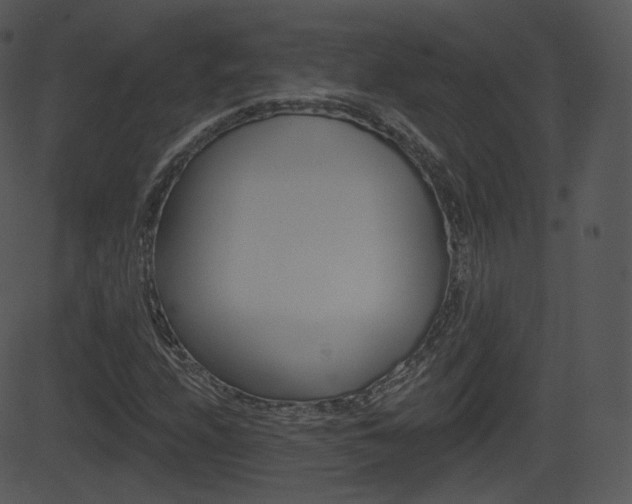 X0000081581208200701150952