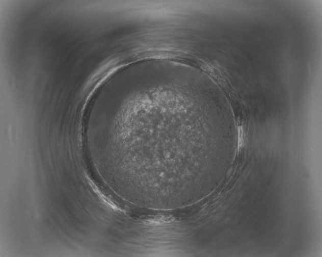 X0000081580243200701151250