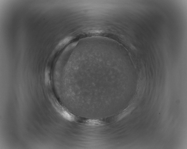 X0000081580528200701151246