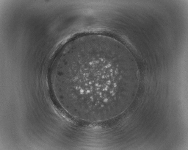 X0000081580640200701151244