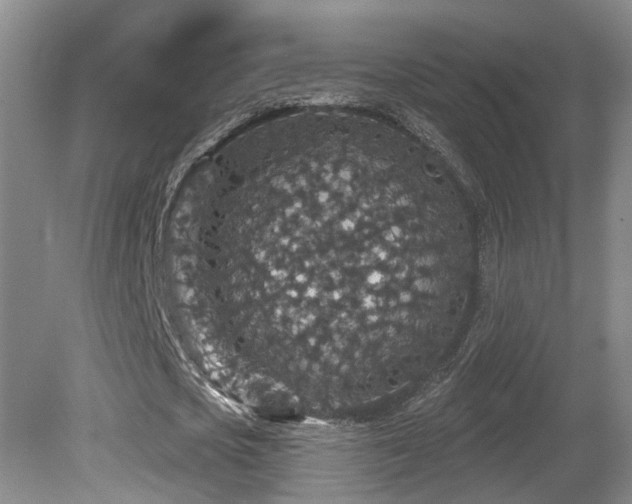 X0000081580721200701151242