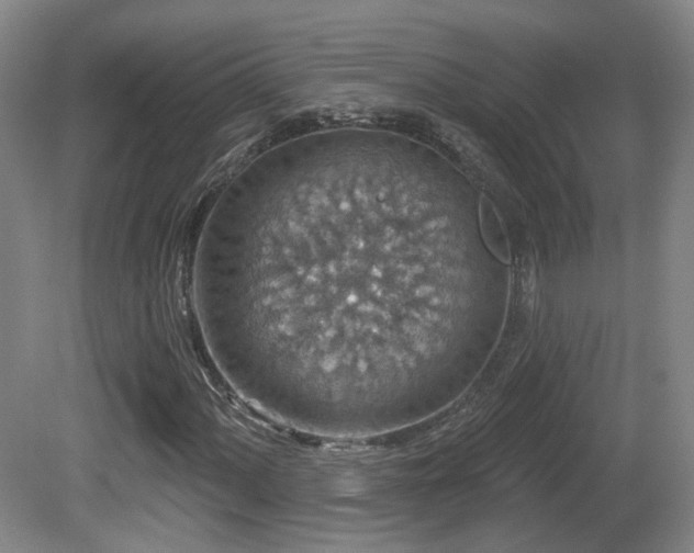 X0000081581060200701151237