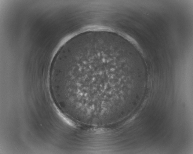 X0000081581231200701151234