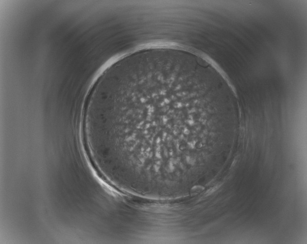 X0000081581245200701151235